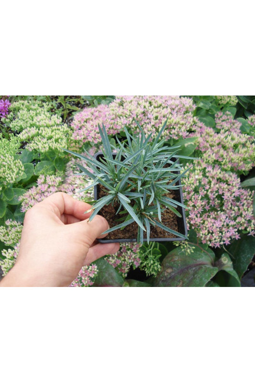 Goździk pierzasty 'Ine' Dianthus plumarius