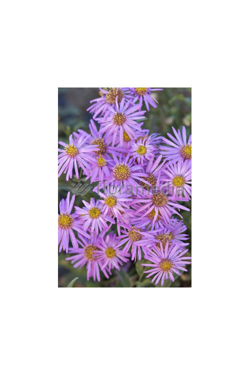 Aster sercolistny 'Little Carlow' | Aster cordifolius