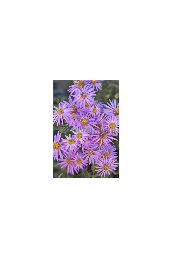 Aster sercolistny 'Little Carlow' | Aster cordifolius