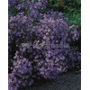 Aster sercolistny 'Little Carlow' | Aster cordifolius