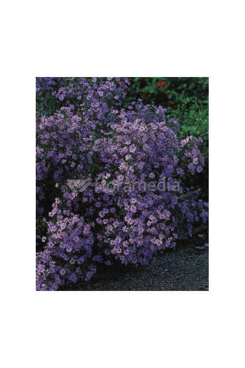Aster sercolistny 'Little Carlow' | Aster cordifolius