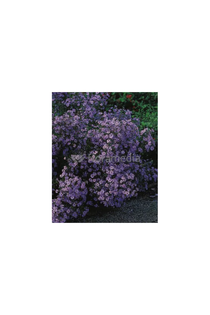 Aster sercolistny 'Little Carlow' | Aster cordifolius