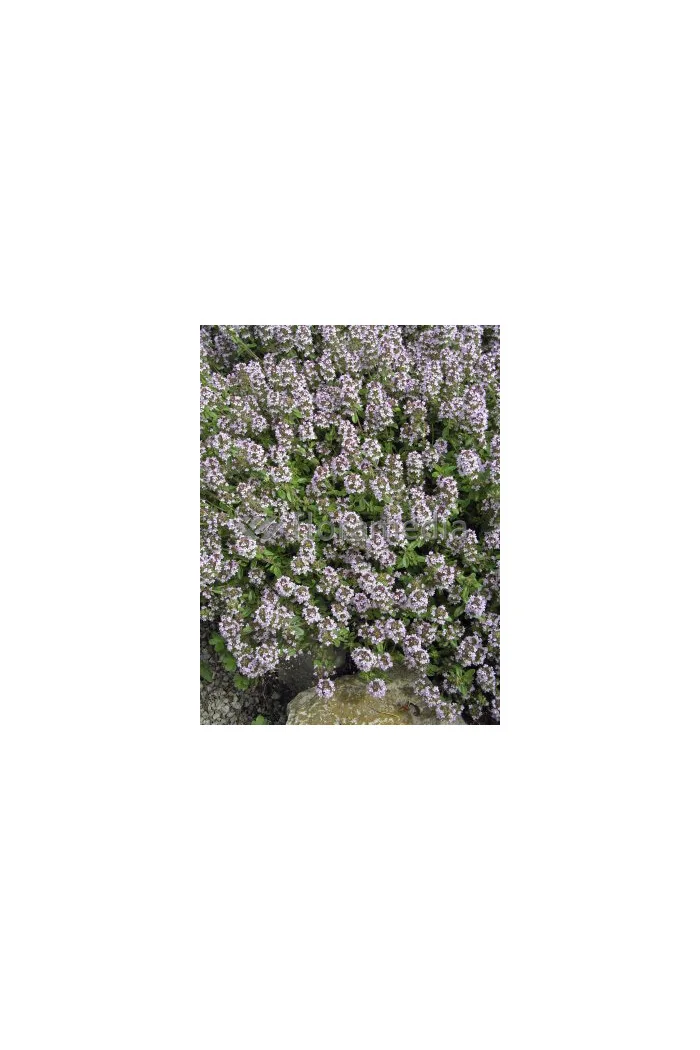 Macierzanka cytrynowa 'Aureus' Thymus citriodorus