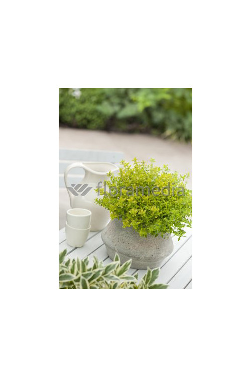 Macierzanka cytrynowa 'Aureus' Thymus citriodorus