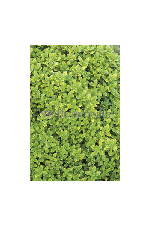Macierzanka cytrynowa 'Aureus' Thymus citriodorus