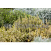 Macierzanka cytrynowa 'Aureus' Thymus citriodorus