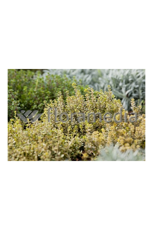 Macierzanka cytrynowa 'Aureus' Thymus citriodorus