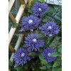 Powojnik 'Multi Blue' | Clematis