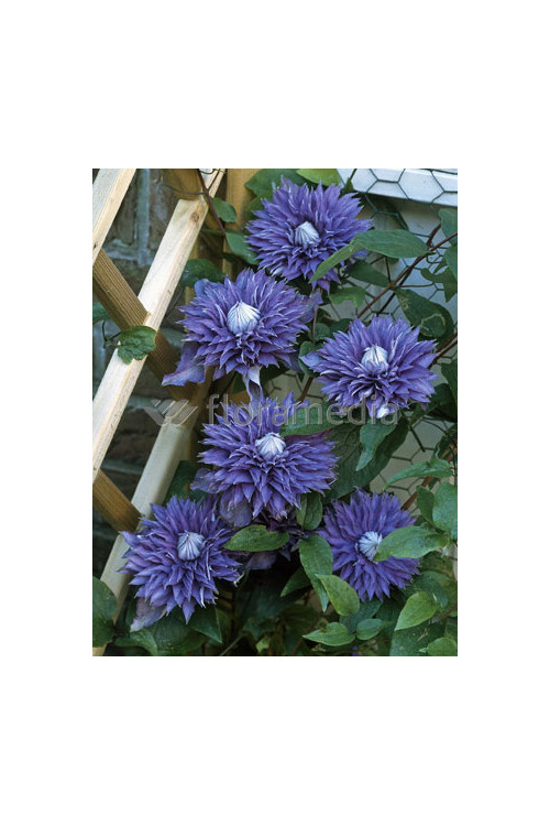 Powojnik 'Multi Blue' | Clematis