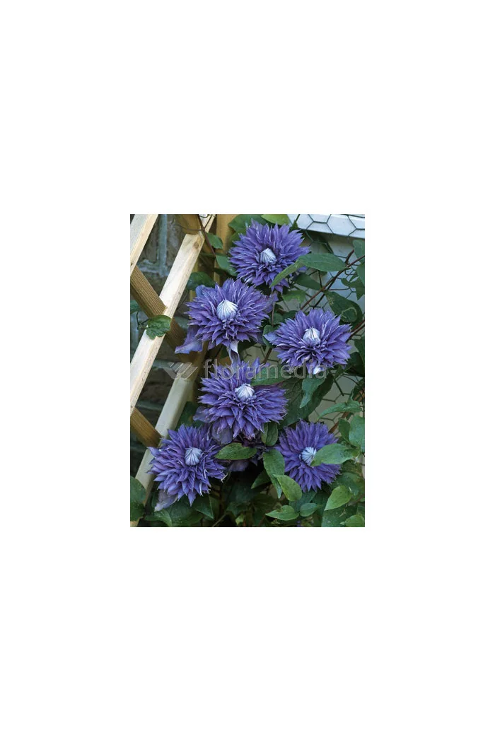 Powojnik 'Multi Blue' | Clematis