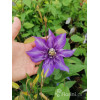 Powojnik 'Multi Blue' | Clematis