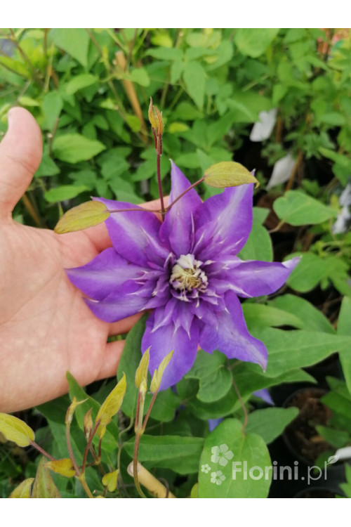 Powojnik 'Multi Blue' | Clematis