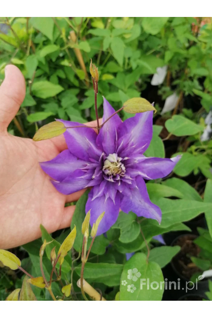 Powojnik 'Multi Blue' | Clematis