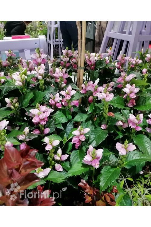 Żółwik | Chelone obliqua