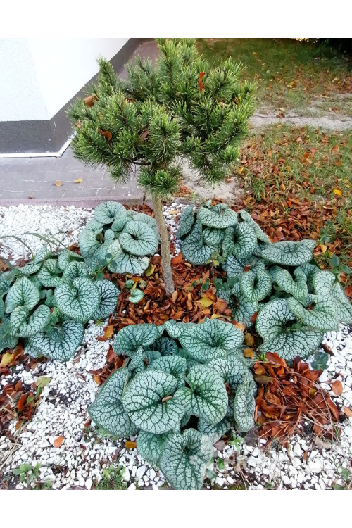 Brunnera 'Silver Heart' | Brunnera