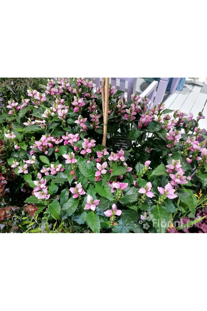 Żółwik | Chelone obliqua