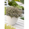 Macierzanka cytrynowa Thymus citriodorus Aureeus