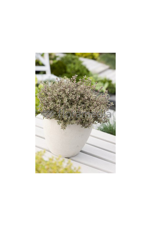 Macierzanka cytrynowa Thymus citriodorus Aureeus