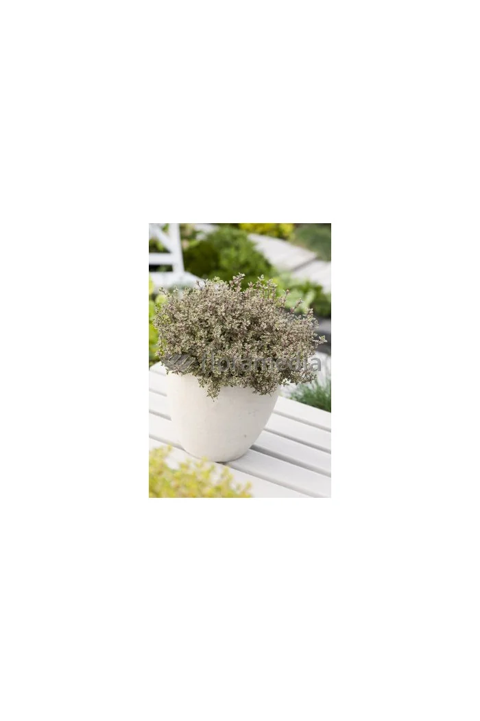 Macierzanka cytrynowa Thymus citriodorus Aureeus