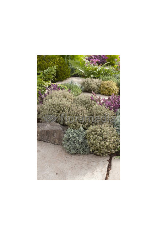 Macierzanka cytrynowa Thymus citriodorus Aureeus