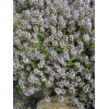 Macierzanka cytrynowa Thymus citriodorus Aureeus