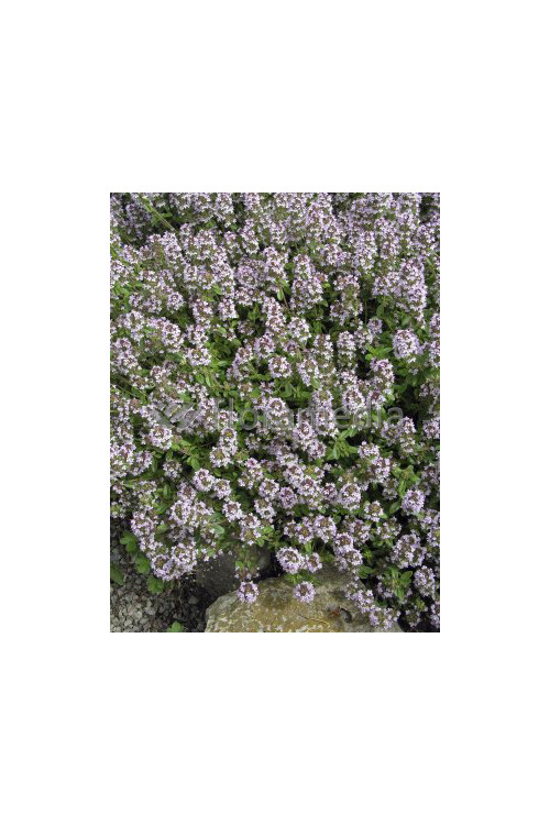 Macierzanka cytrynowa Thymus citriodorus Aureeus