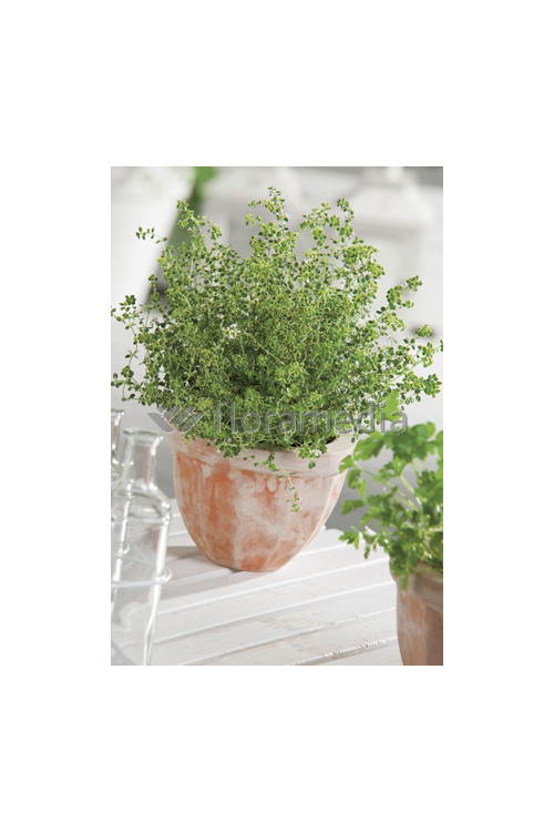 Macierzanka cytrynowa Thymus citriodorus Aureeus