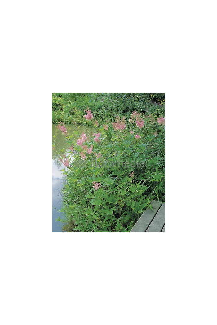 Wiązówka czerwona 'Venusta' | Filipendula rubra