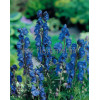 Tojad mocny 'Newry Blue' | Aconitum napellus