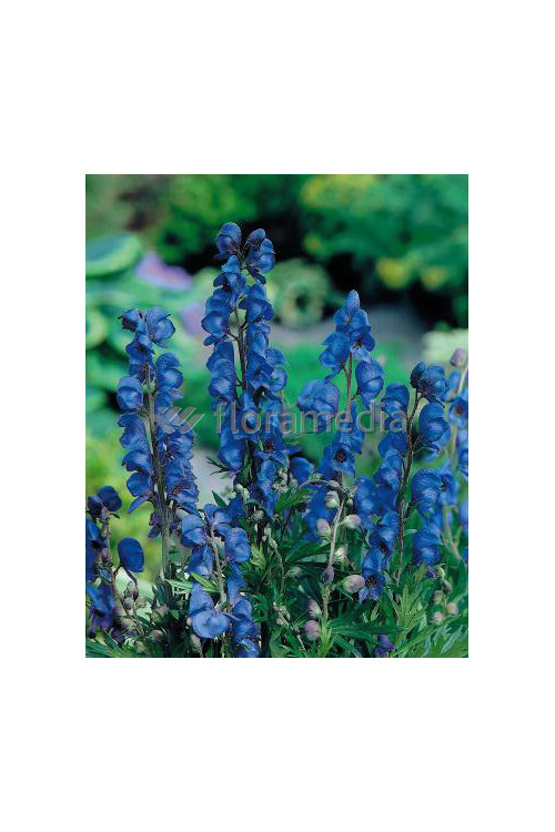 Tojad mocny 'Newry Blue' | Aconitum napellus