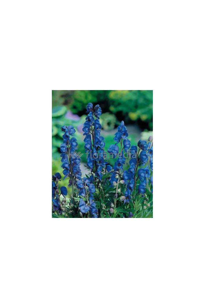 Tojad mocny 'Newry Blue' | Aconitum napellus