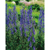 Tojad mocny 'Newry Blue' | Aconitum napellus