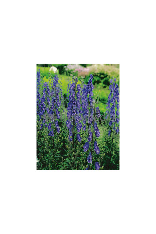 Tojad mocny 'Newry Blue' | Aconitum napellus