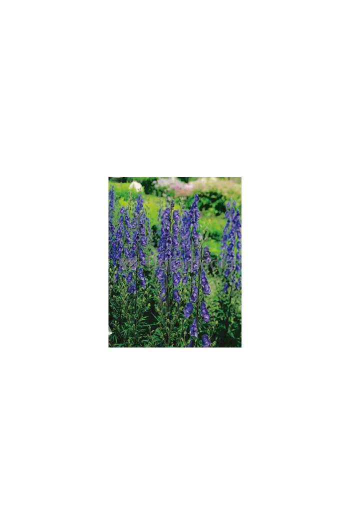 Tojad mocny 'Newry Blue' | Aconitum napellus