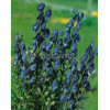 Tojad mocny 'Newry Blue' | Aconitum napellus