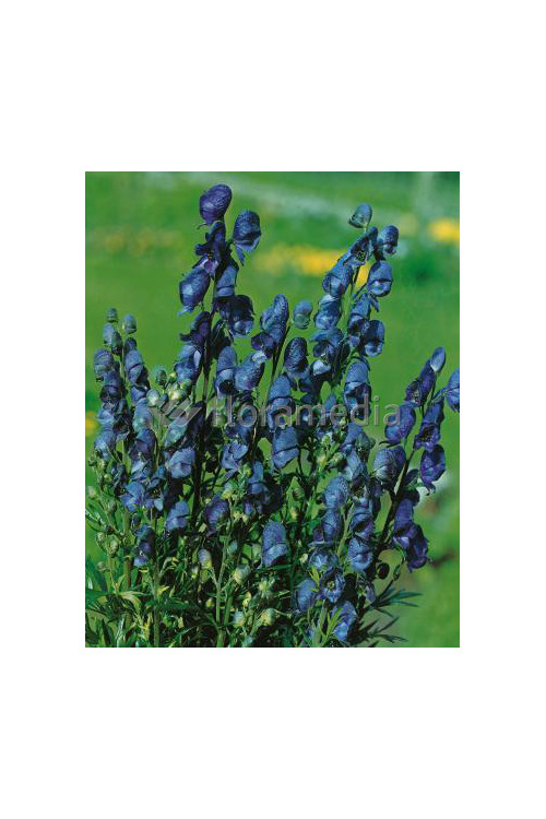 Tojad mocny 'Newry Blue' | Aconitum napellus