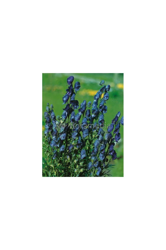 Tojad mocny 'Newry Blue' | Aconitum napellus