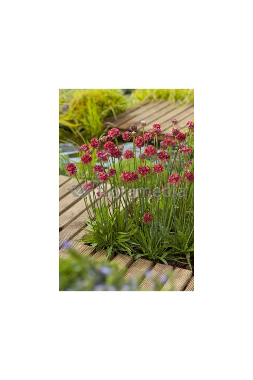 Zawciąg szerokolistny 'Ballerina Red' Armeria pseudarmeria