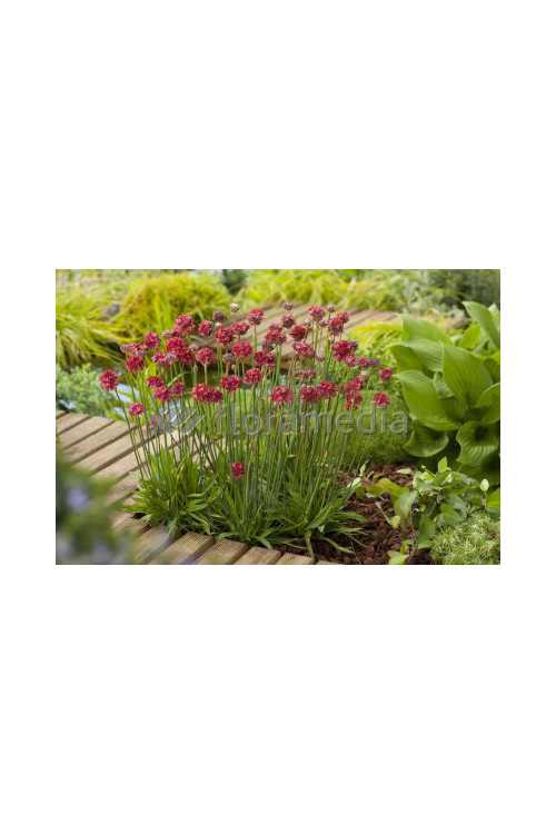 Zawciąg szerokolistny 'Ballerina Red' Armeria pseudarmeria