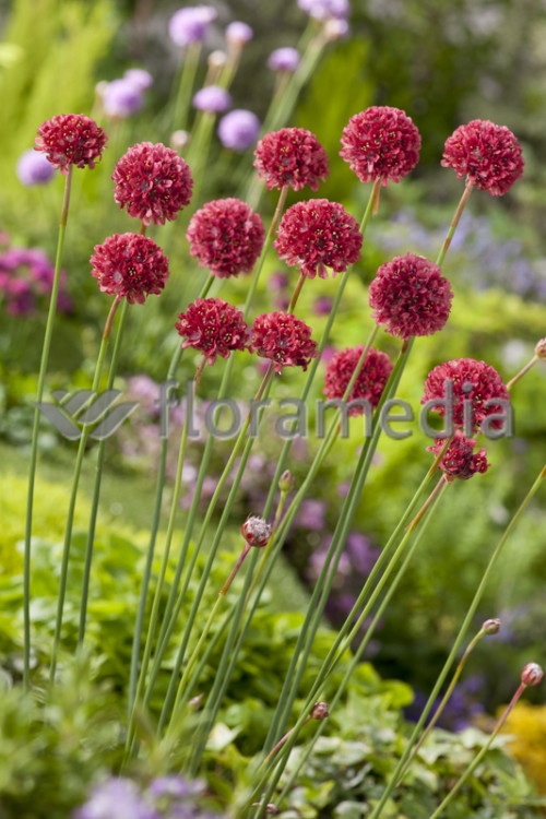 Zawciąg szerokolistny 'Ballerina Red' Armeria pseudarmeria
