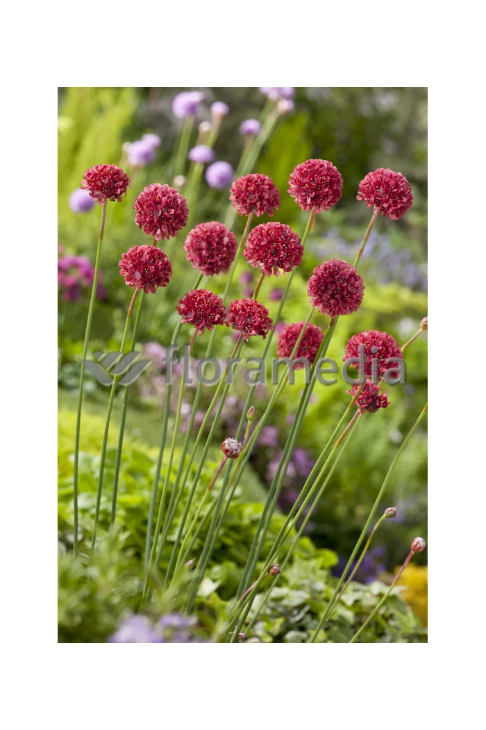 Zawciąg szerokolistny 'Ballerina Red' Armeria pseudarmeria