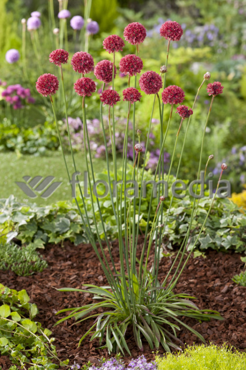 Zawciąg szerokolistny 'Ballerina Red' Armeria pseudarmeria