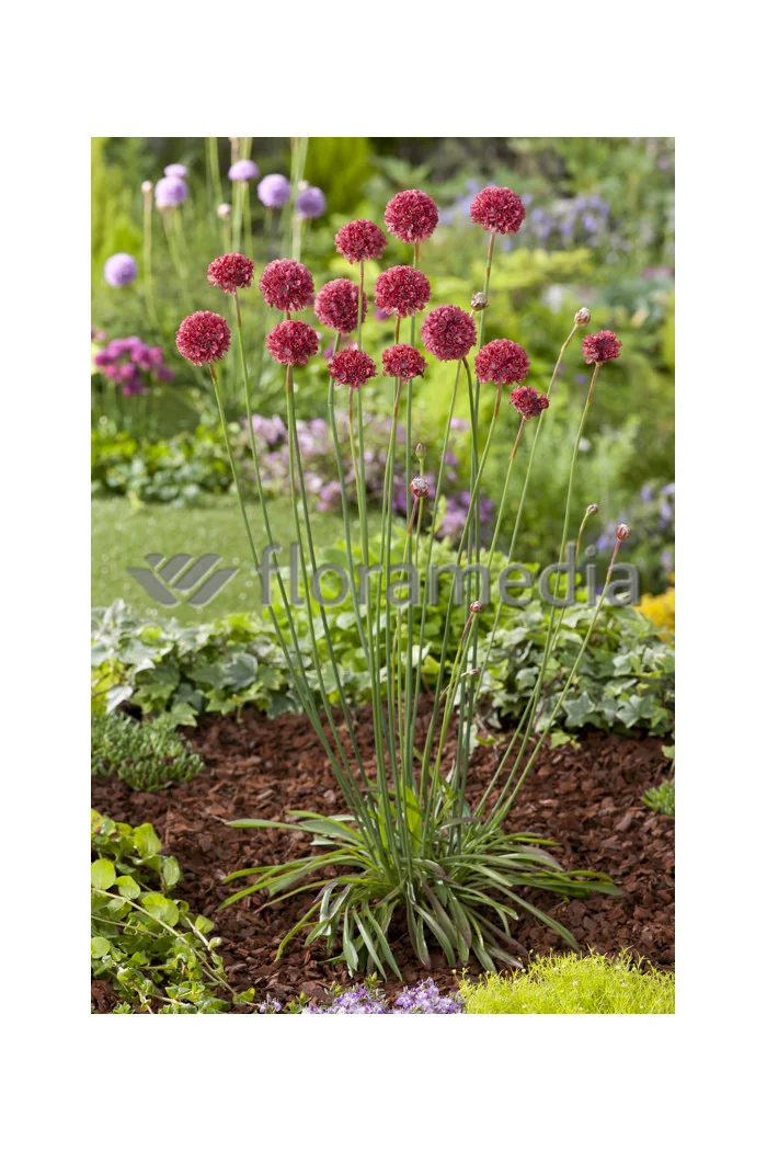 Zawciąg szerokolistny 'Ballerina Red' Armeria pseudarmeria