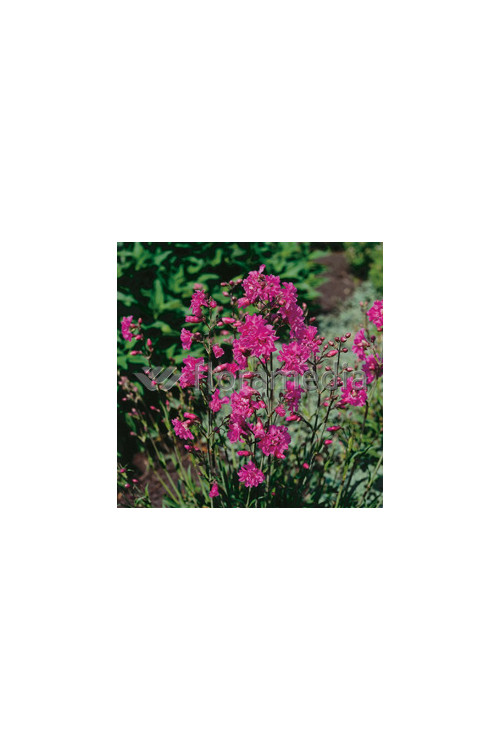 Firletka smółka 'Plena' Lychnis viscaria