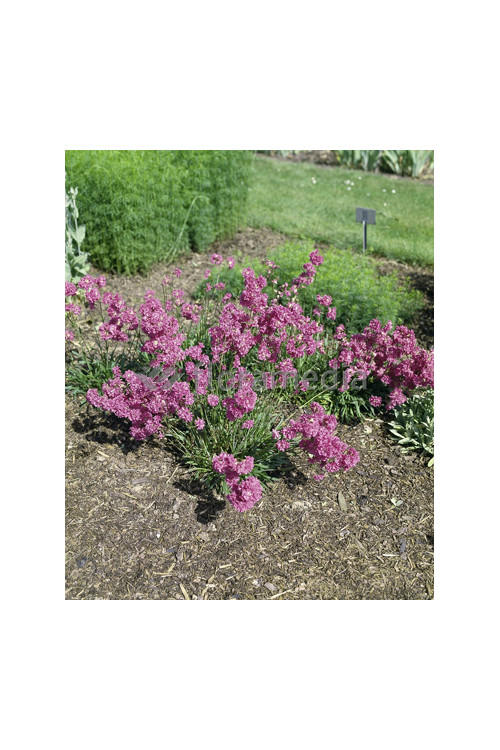 Firletka smółka 'Plena' Lychnis viscaria