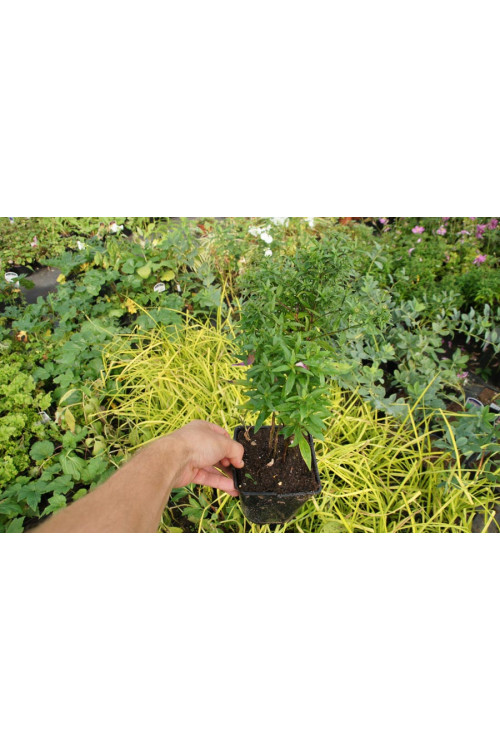 Aster krzaczasty 'Guliver' Aster dumosus