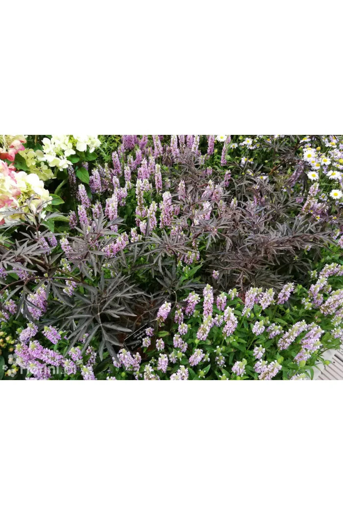 Bez czarny 'Black Lace' (Eva) | Sambucus nigra