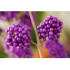 Pięknotka bodinera 'Profusion' | Callicarpa bodinieri