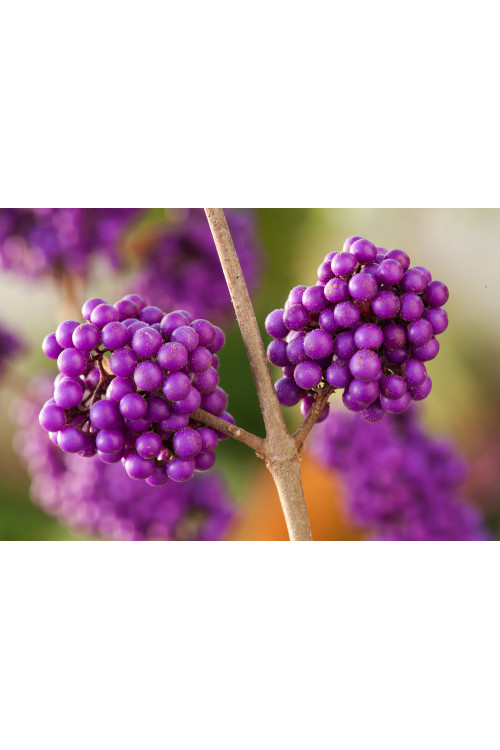 Pięknotka bodinera 'Profusion' | Callicarpa bodinieri