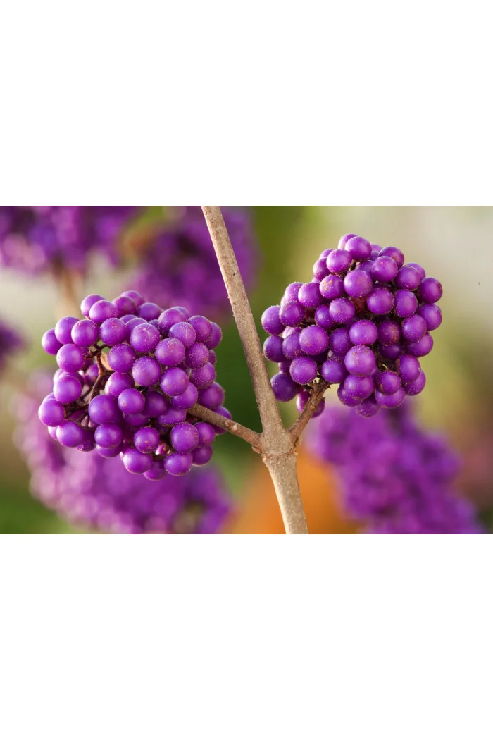 Pięknotka bodinera 'Profusion' | Callicarpa bodinieri